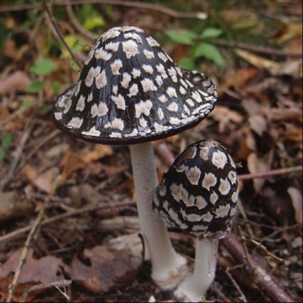 Coprin pie, 
Coprinus Picaceus, 
Chambolle-Musigny